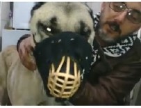 HAYVAN SEVERLER - Tecavüze Uğrayan Köpeğin Gözyaşları!