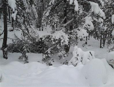 Aşırı Kar Yağışı Çam Ağaçlarını Devirdi