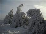 Bayındır Ormanları Buz Devrini Yaşadı