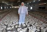 İHRACAT RAKAMLARI - (özel Haber) Balıkesir'de Tavuk Üreticileri Endişeli