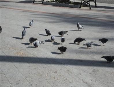 Burhaniye De Emekli Kahveci Güvercinleri Besliyor