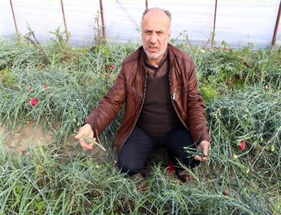 (özel Haber) Don Nedeniyle Kadınlar Çiçeksiz Kalacak