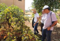 TİLLO - Fıstık Ağaçlarında Hasat Sonrası Hastalık Kontrolü