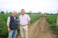 TAZE FASULYE - Yağmur Çiftçiyi Sevindirdi