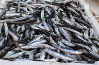 HAMSİ FİYATLARI - Havalar Isındı Hamsi Azaldı