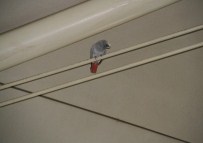 DEMİR ÇUBUK - Havalimanında Papağan Yakalama Operasyonu