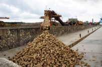 Kastamonu'da Pancar Alım Kampanyası Başladı