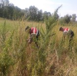 KARAHALIL - Kırklareli'nde 542 Bin Kök Hink Keneviri Ele Geçirildi