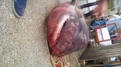 Marmara Denizi'nde 4 metrelik köpekbalığı