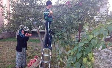 Göksun'da Elma Hasadı Başladı