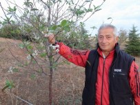 İLKBAHAR - Sonbaharda Çiçek Açan Vişne Ağacı Şaşırttı