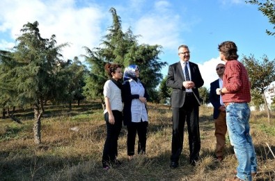 Karacabey Ihlamur Kokacak