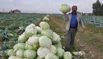 SEBZE ÜRETİMİ - Muş'ta Lahana Hasadı Başladı