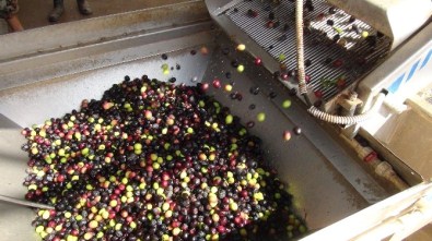 Zeytin Üreticisi Altın Yılını Yaşayacak