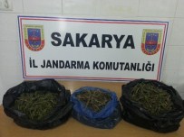 Ormanda Kurutulmaya Bırakılmış 1 Buçuk Kilo Esrar Ele Geçirildi