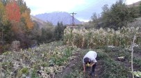 DURANKAYA - Hakkari'da Aniden Düşen Hava Sıcaklığı Sebze Bahçelerini Vurdu