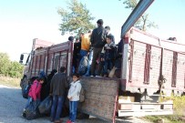 ALTıNOLUK - Kamyon Kasasında Umuda Yolculuk