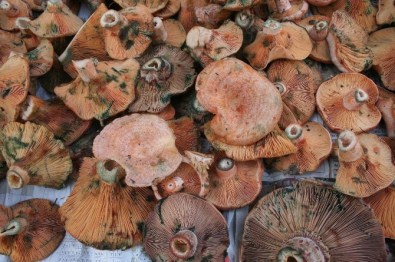 Melki Mantarı İlgi Görüyor