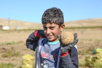 Ahlat'ta Patates Hasadı Başladı