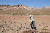 Büyükşehir Kızılinler'de 26 Bin Ağaç Yetiştirilecek