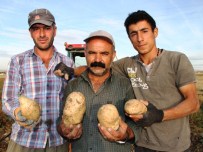 SEBZE ÜRETİMİ - - Gevaş'ta İlk Patates Üretimi