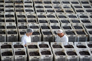 Bu Yıl Kotasız Alım Yapılacak