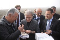 TRÜF MANTARI - Karabük'te 'Siyah Elmas' Yetişecek