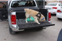 Tam 45 Kilo Eroini O Yakaladı !