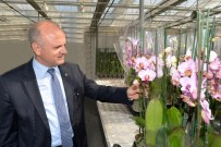 BEKIR ATMACA - Vali Çakacak, Türkiye'nin İlk Cam Serada Orkide Yetiştirilen Tesisini Gezdi