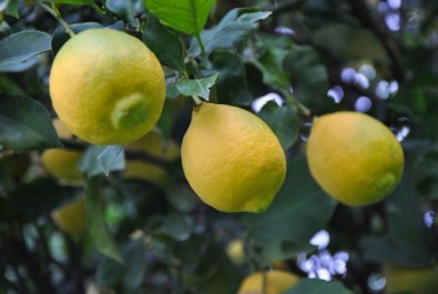 Limonda Rekolte Düştü Fiyat Arttı