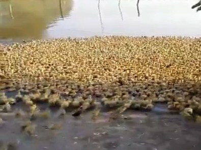 Tam 5 Bin Ördek Yavrusu İlk Kez Suyla Tanıştı