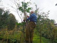 ORGANİK ÜRÜN - 3,5 Metre Boyunda Kara Lahana Olur Mu Demeyin !
