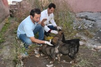 HARABE - Ağrı'da Yedi Yavrusu Olan Yaralı Köpek Kurtarılmayı Bekliyor