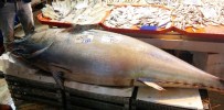 BALIKÇI ESNAFI - Balık Pazarının Dev Misafiri Görenleri Hayrete Düşürüyor