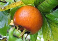 POTASYUM - Binbir Derde Deva Muşmula Çayı!