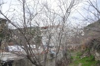 Sinop'ta Erik Ağaçları Çiçek Açtı Haberi