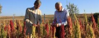 KIRAÇ - Yozgat'ta Deneme Ekimi Yapılan Amarant Bitkisinin Üretiminde Başarı Elde Edildi