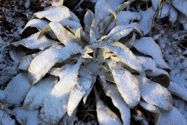Kartalkaya'ya mevsimin ilk karı düştü