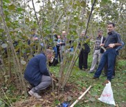 Fındıkta Verim Artacak