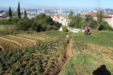 Kdz. Ereğli'de Çelik'ten Çileğe Dönüş Çabası