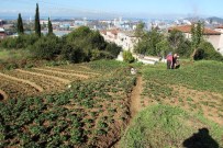ORMANLı - Kdz. Ereğli'de Çelik'ten Çileğe Dönüş Çabası