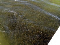 KEBAN BARAJI - Keban Barajı'na 92 Bin Yavru Balık Bırakıldı