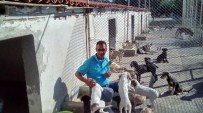 HAYVAN SEVERLER - Tatil Bitti Barınaklar Sahipsiz Kalan Hayvanlarla Doldu