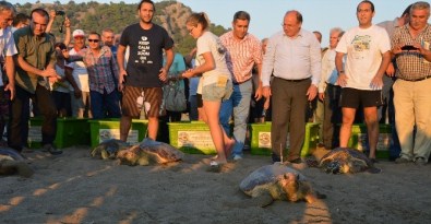 Caretta Carettalar Denizle Buluştu