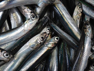 Hamsinin Fiyatı 5 Liraya Düştü