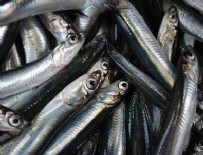 Hamsinin Fiyatı 5 Liraya Düştü