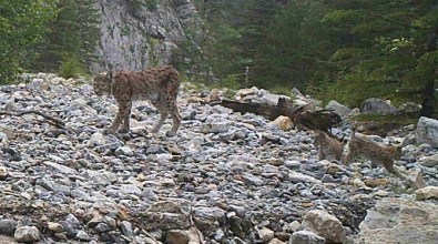 Nesli Tükenmekte Olan Vaşaklar Mersin'de Görüntülendi