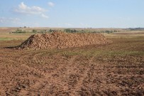 BEKTAŞLı - Tarla Silo Ve Randevulu Sistem Uygulamasında Kayseri Şeker'in Başarısı