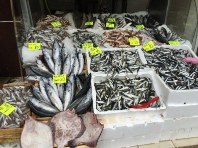 Karadeniz'de Balık Bolluğu