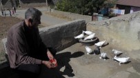 Muş'ta 34 Yıldır Güvercin Besliyor
